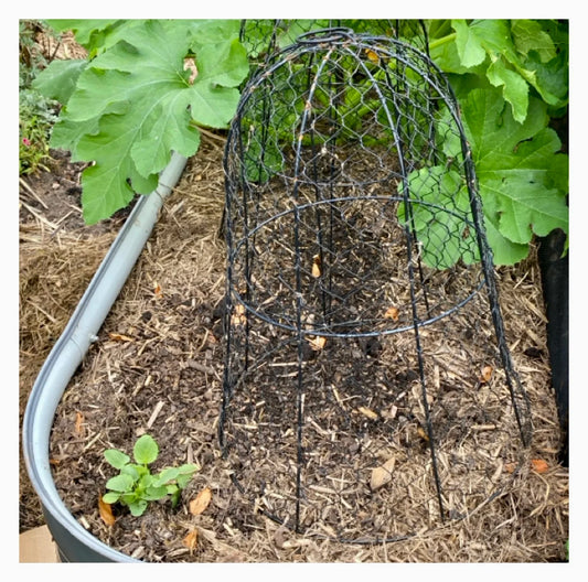 Cloche Garden Plant Protection Vintage 6 or 10 Pack - The Renmy Store Homewares & Gifts