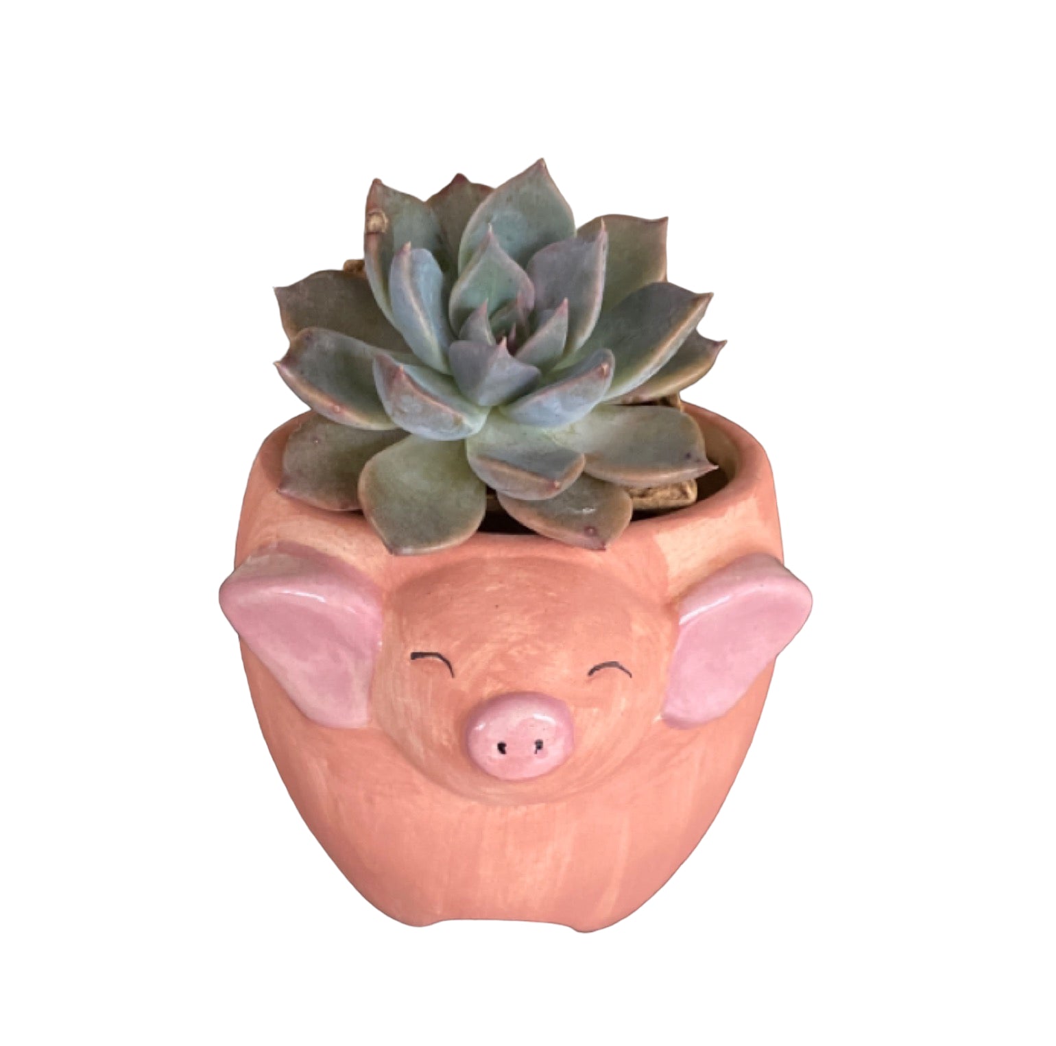 Plant Pot Planter Pig Alice - The Renmy Store Homewares & Gifts 