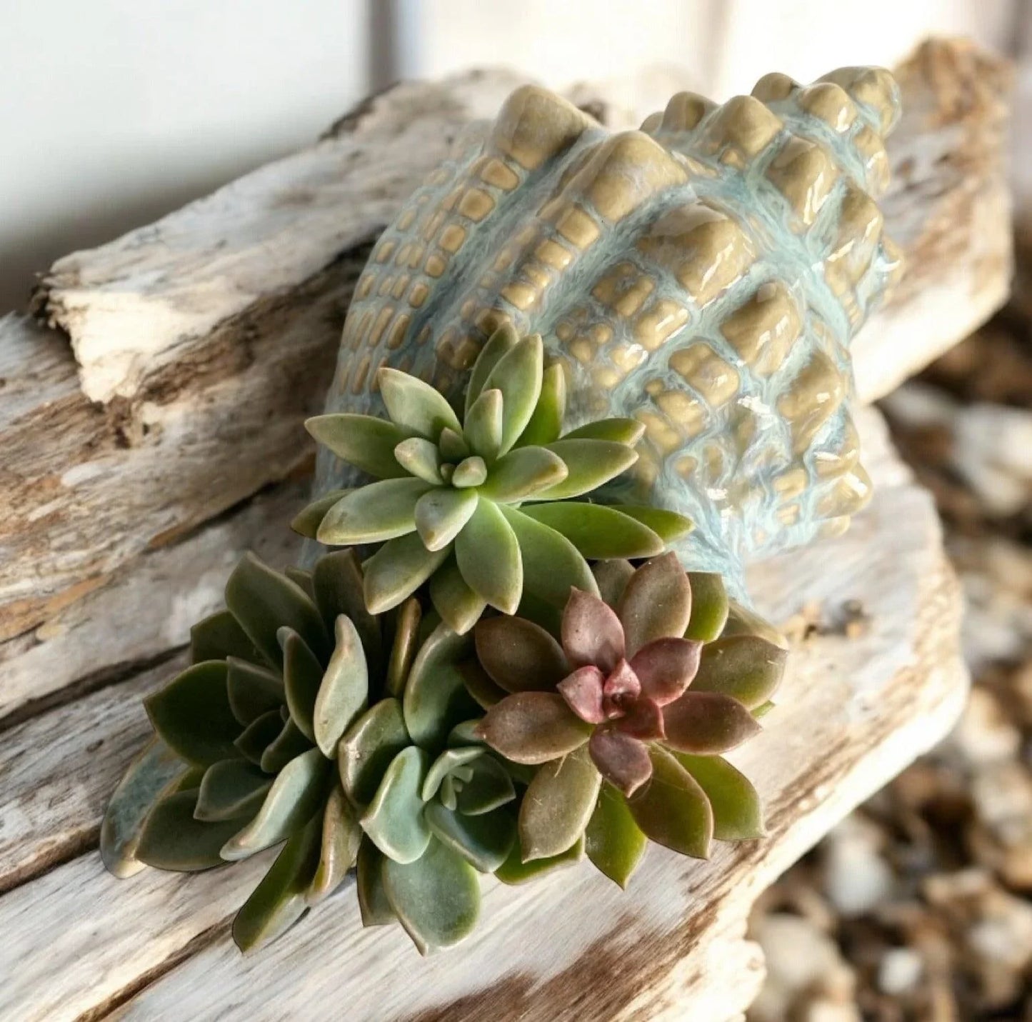 Shell Conch Ocean Ornament Pot Planter Succulents - The Renmy Store Homewares & Gifts