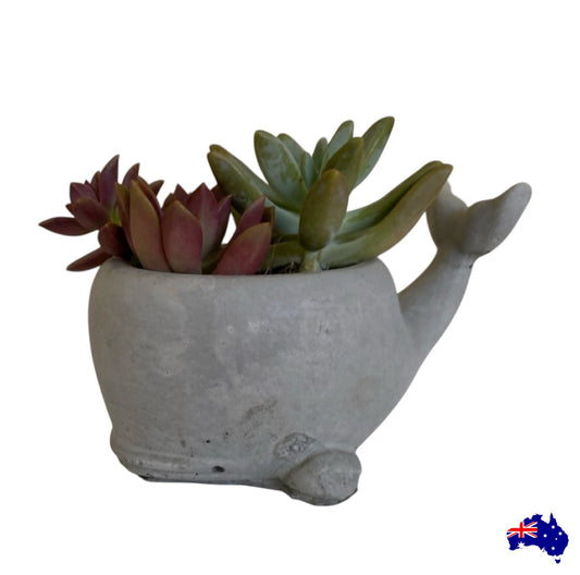 Planter Pot Whale Aussie Handmade Concrete