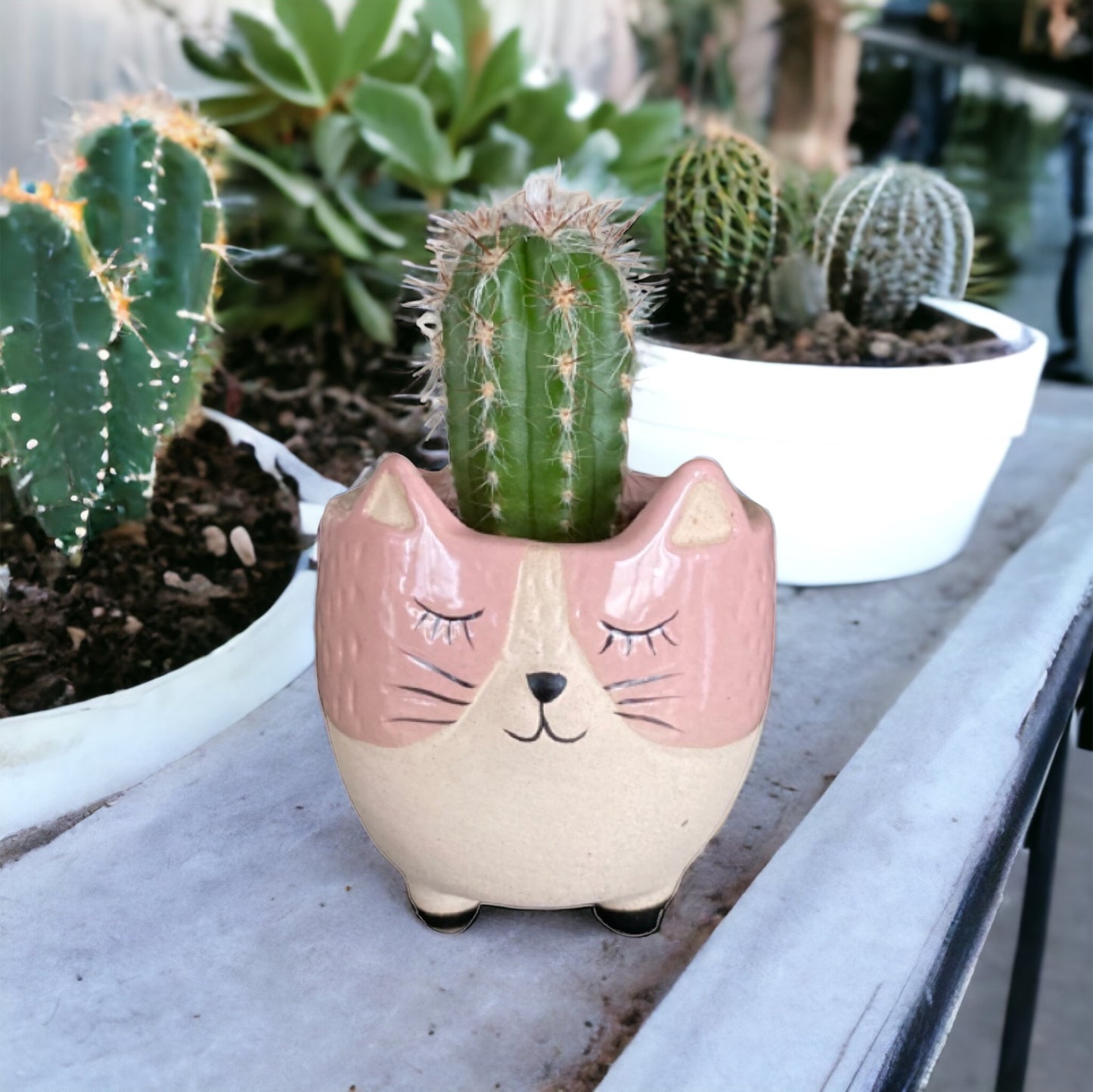 Plant Pot Planter Pink Kitty Cat - The Renmy Store Homewares & Gifts 
