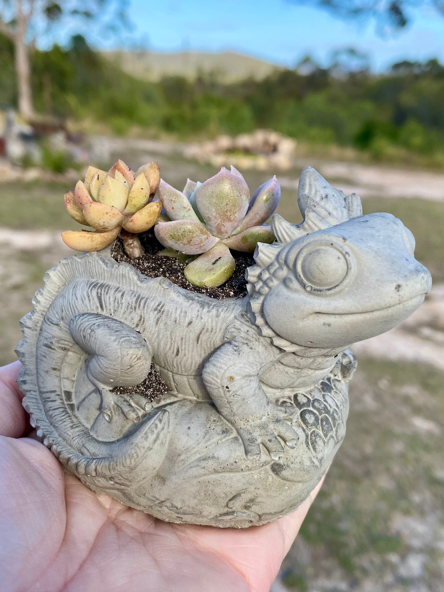 Lizard Planter Pot | Handmade Concrete Succulent Planter | Aussie Made