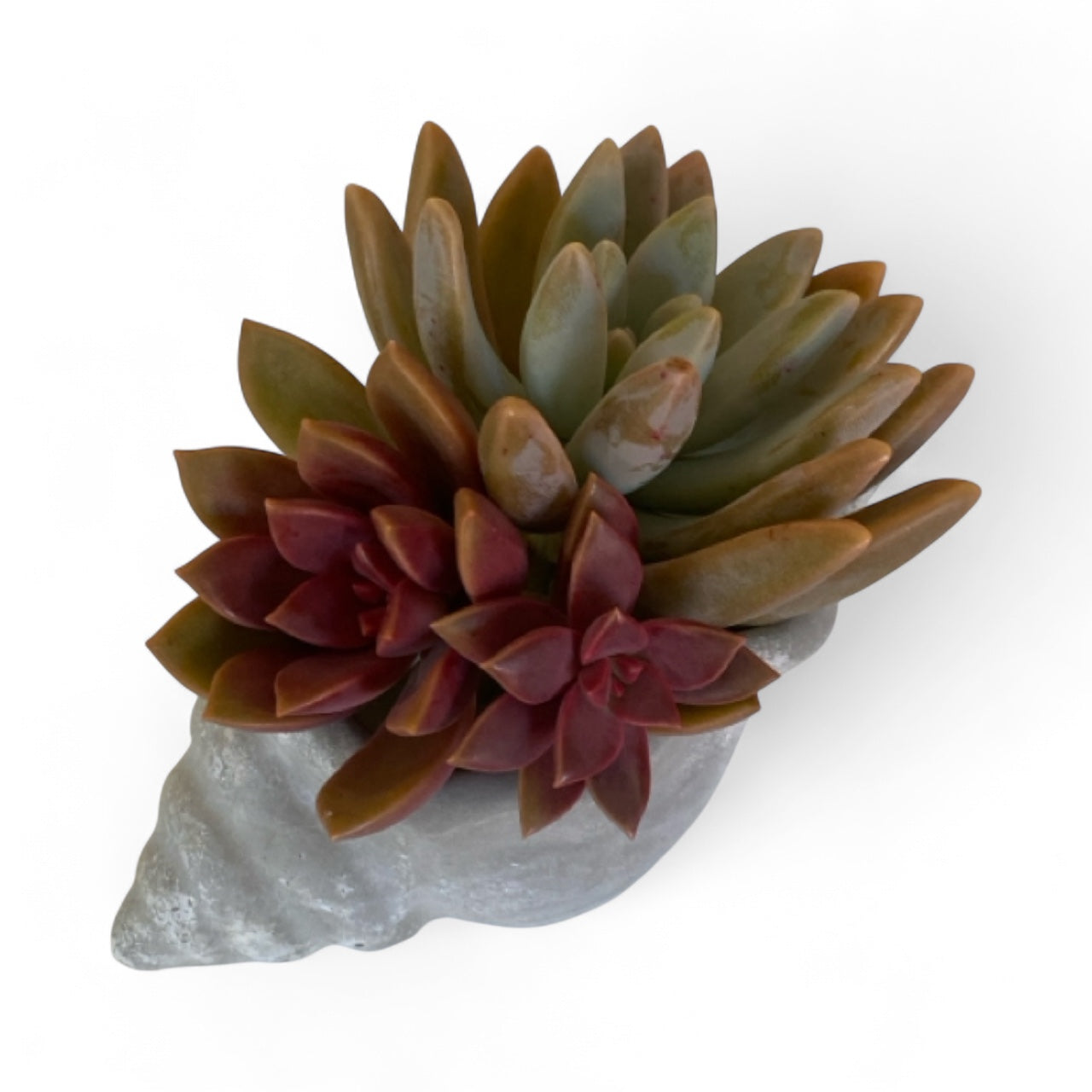 Planter Pot Shell Coastal Aussie Handmade Concrete Small