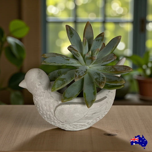 Planter Pot Pigeon Bird Aussie Handmade Concrete