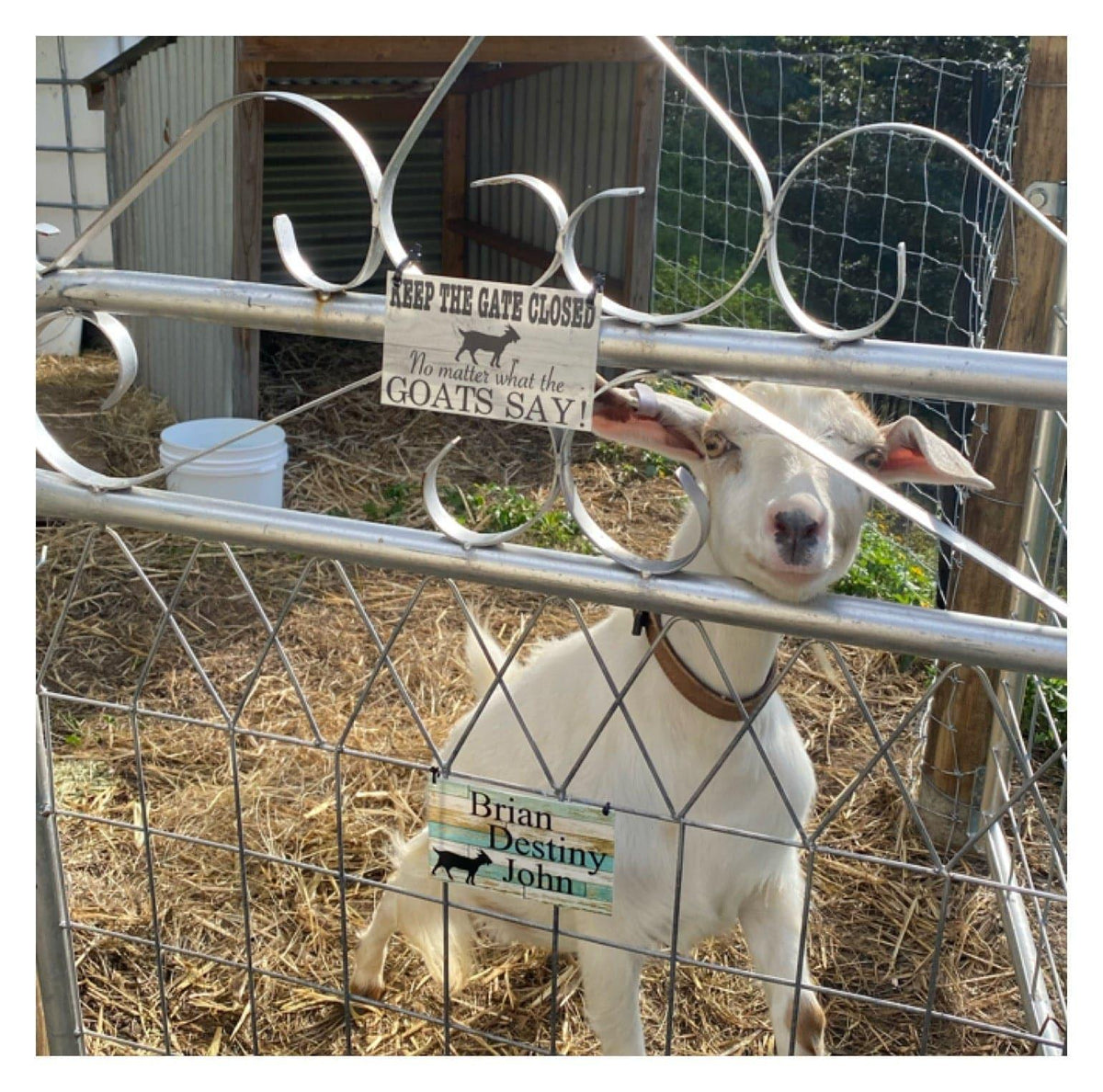 Goat Custom Personalised Country Blue Sign - The Renmy Store Homewares & Gifts