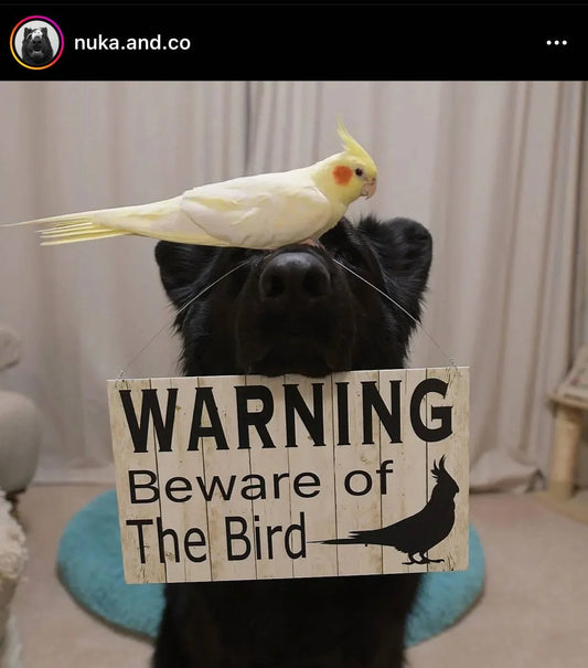 Warning Beware Of Cockatiel Bird Sign - The Renmy Store Homewares & Gifts