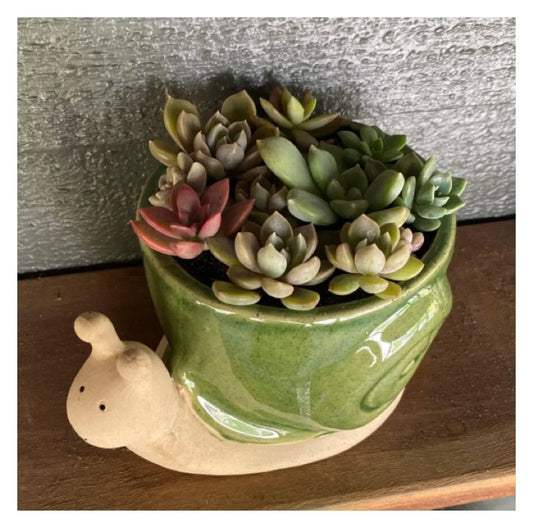 Snail Plant Pot Planter Olive Country - The Renmy Store Homewares & Gifts