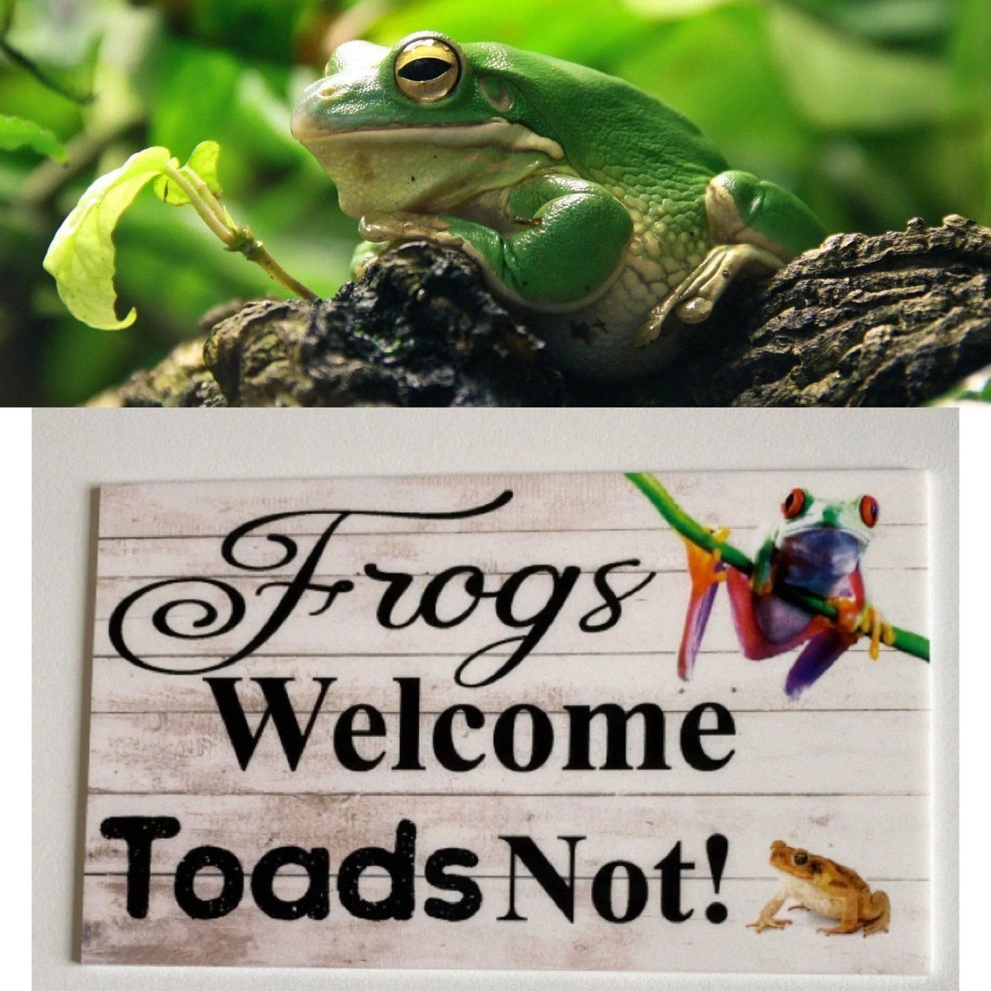 Frogs Frog Welcome Toads Not Sign - The Renmy Store Homewares & Gifts