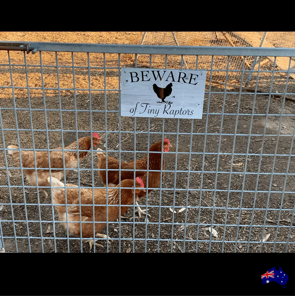 Beware Of Tiny Raptors Chicken Sign - The Renmy Store Homewares & Gifts
