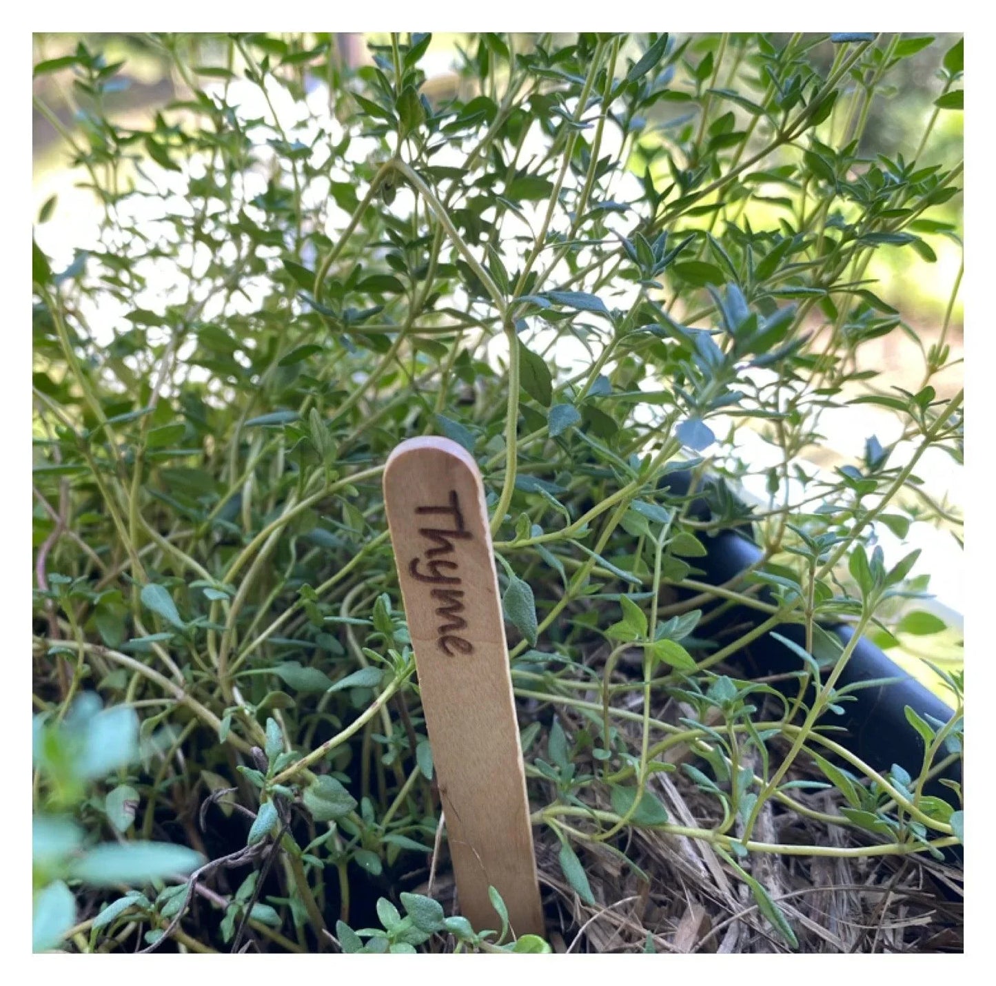 Vegetable Herb Garden Seed Label Marker Set of 40 Wood - The Renmy Store Homewares & Gifts