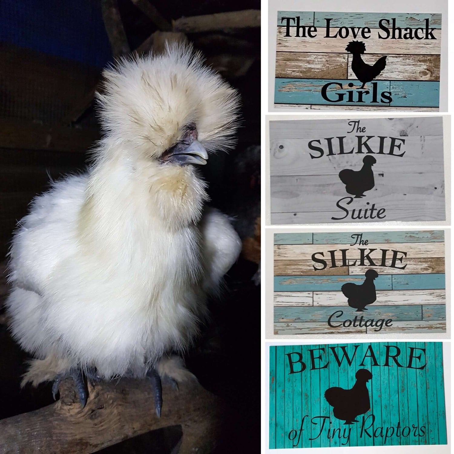 Silkie Chicken Signs