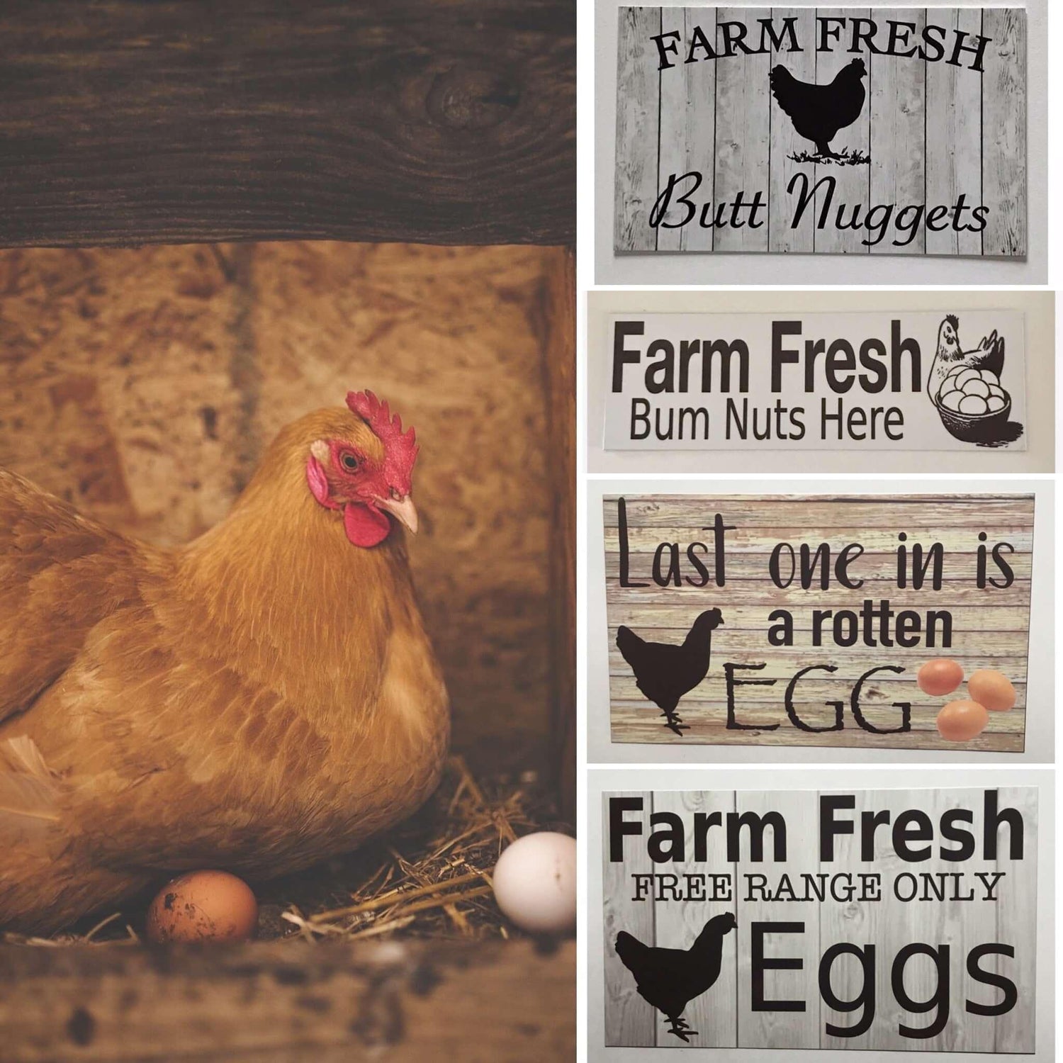 Chicken Egg Signs - The Renmy Store Homewares & Gifts 