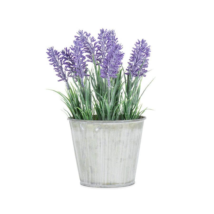 Pot Plant Lavender Country - The Renmy Store Homewares & Gifts 