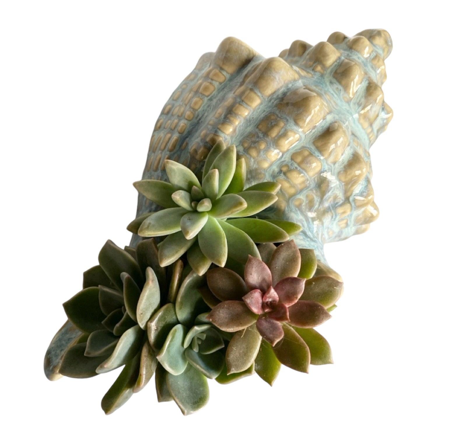 Shell Conch Ocean Ornament Pot Planter Succulents - The Renmy Store Homewares & Gifts 