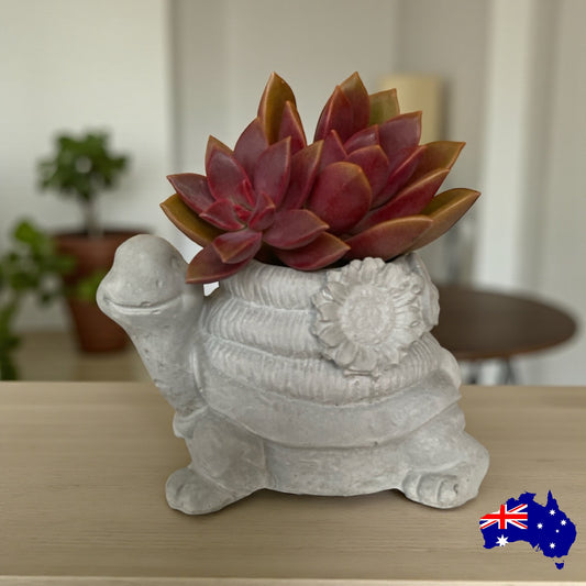 Planter Pot Turtle Coastal Aussie Handmade Concrete