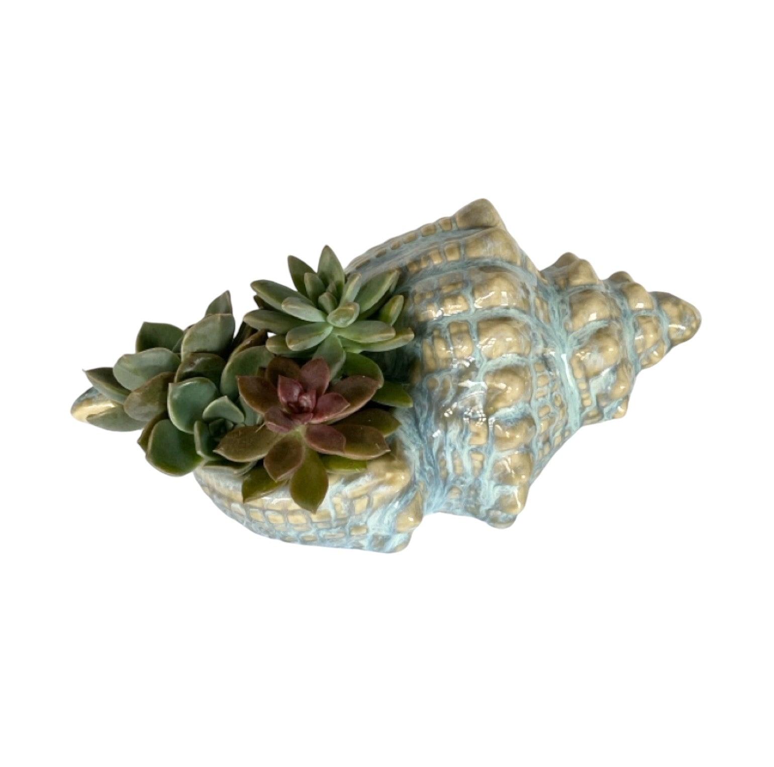 Shell Conch Ocean Ornament Pot Planter Succulents - The Renmy Store Homewares & Gifts 