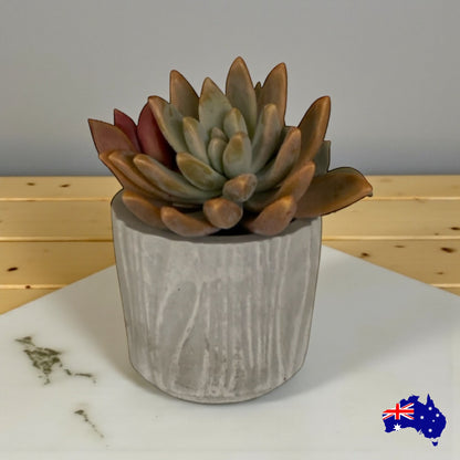 Planter Pot Round Rustic Texture Holder Aussie Handmade Concrete