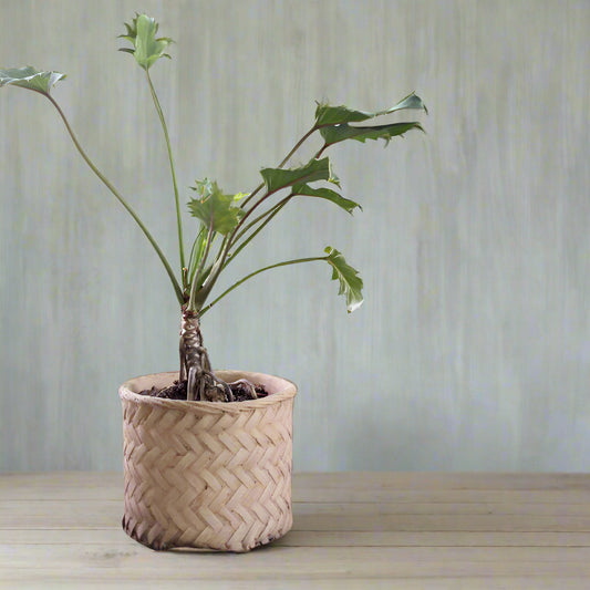 Pot Planter Rattan Look Concrete Natural Coastal