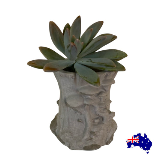 Planter Pot Mushroom Tree Baby Aussie Handmade Concrete