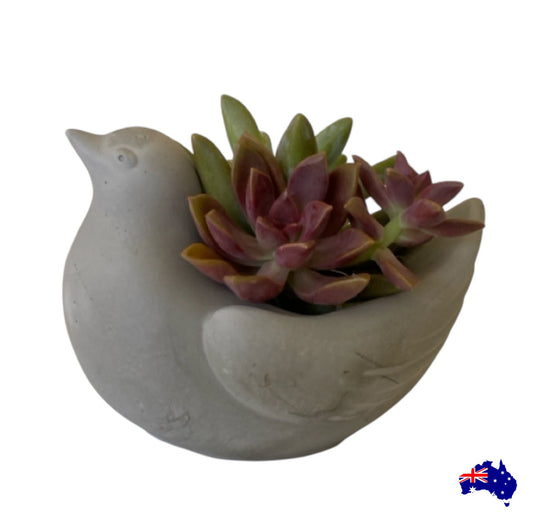 Planter Pot Birdie Bird Aussie Handmade Concrete