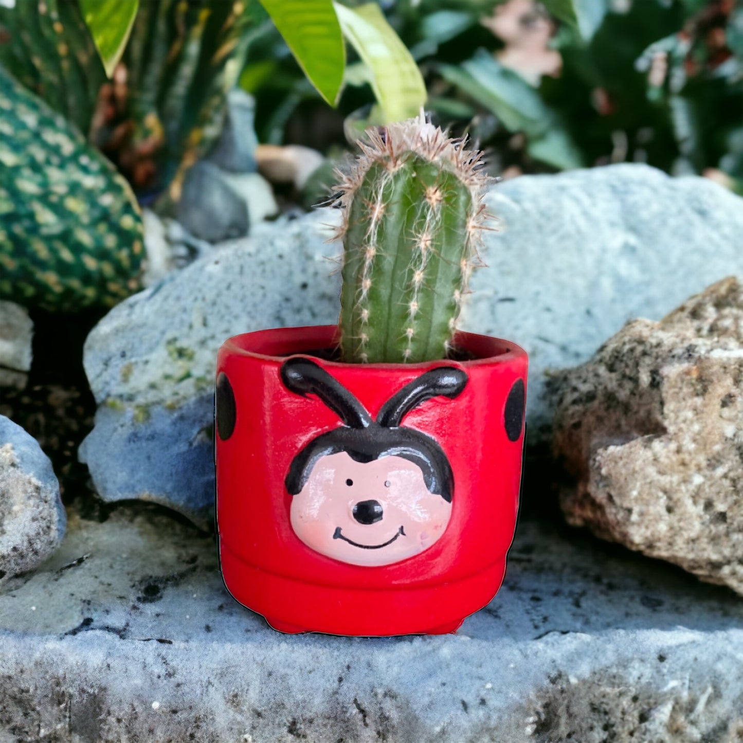 Plant Pot Planter Ladybird Beetle - The Renmy Store Homewares & Gifts 