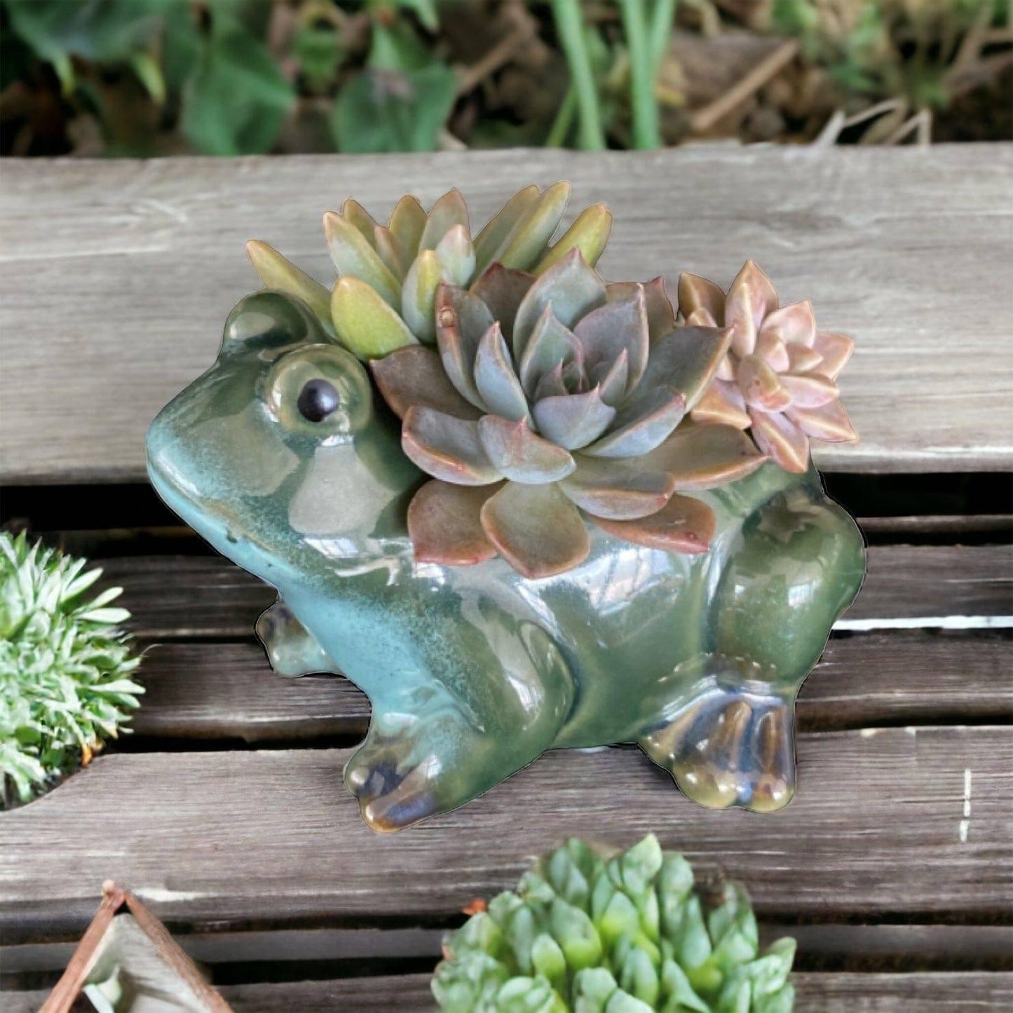 Plant Pot Planter Frog Rupit - The Renmy Store Homewares & Gifts 