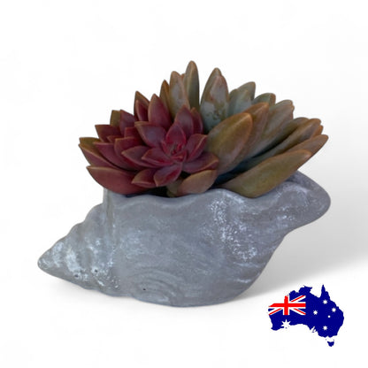 Planter Pot Shell Coastal Aussie Handmade Concrete Small