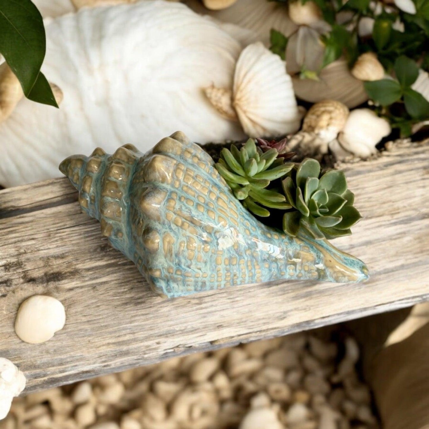 Shell Conch Ocean Ornament Pot Planter Succulents - The Renmy Store Homewares & Gifts 