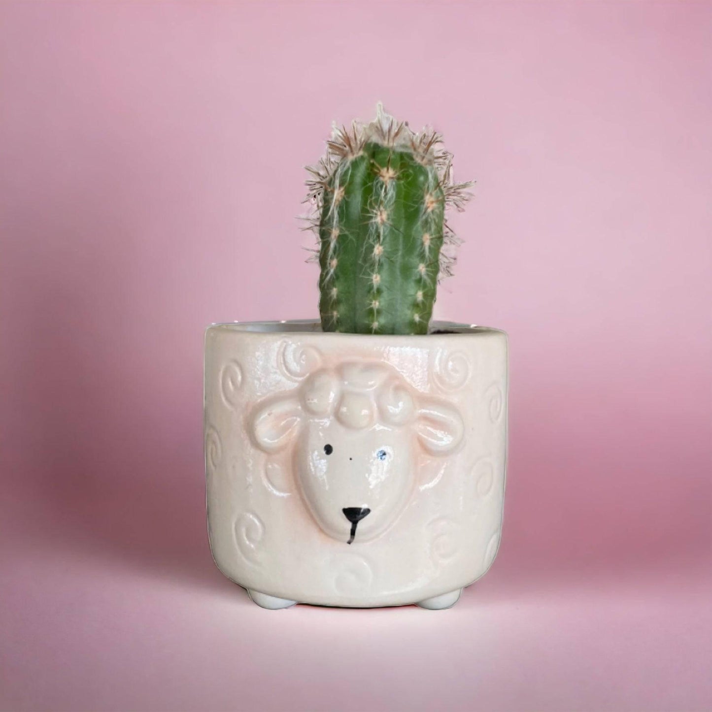 Plant Pot Planter Sheep Country - The Renmy Store Homewares & Gifts 