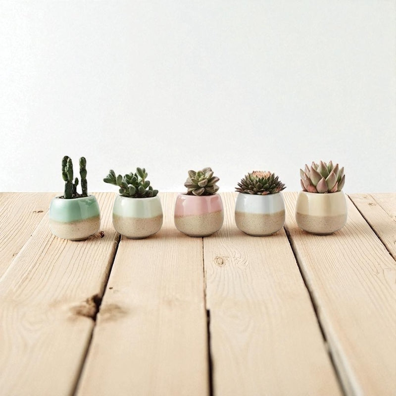 Planter Pot Set of 5 Succulent Cactus Garden