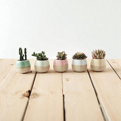 Planter Pot Set of 5 Succulent Cactus Garden