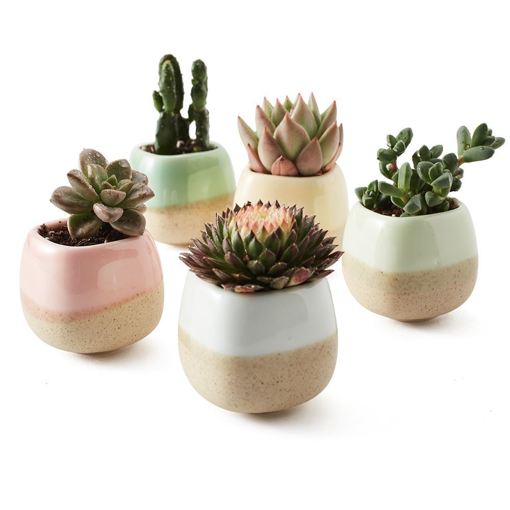 Planter Pot Set of 5 Succulent Cactus Garden