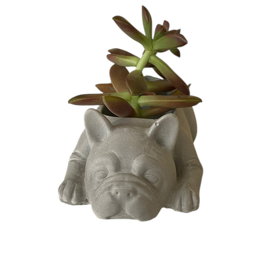 Planter Pot French Bulldog Dog Alice Aussie Handmade Concrete