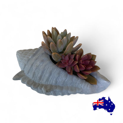 Planter Pot Shell Coastal Beach Aussie Handmade Concrete