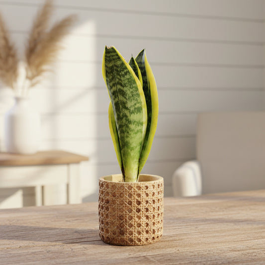 Wicker Style Planter Pot - Cement Mediterranean Garden