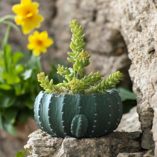 Pot Planter Cactus Mexican - The Renmy Store Homewares & Gifts 