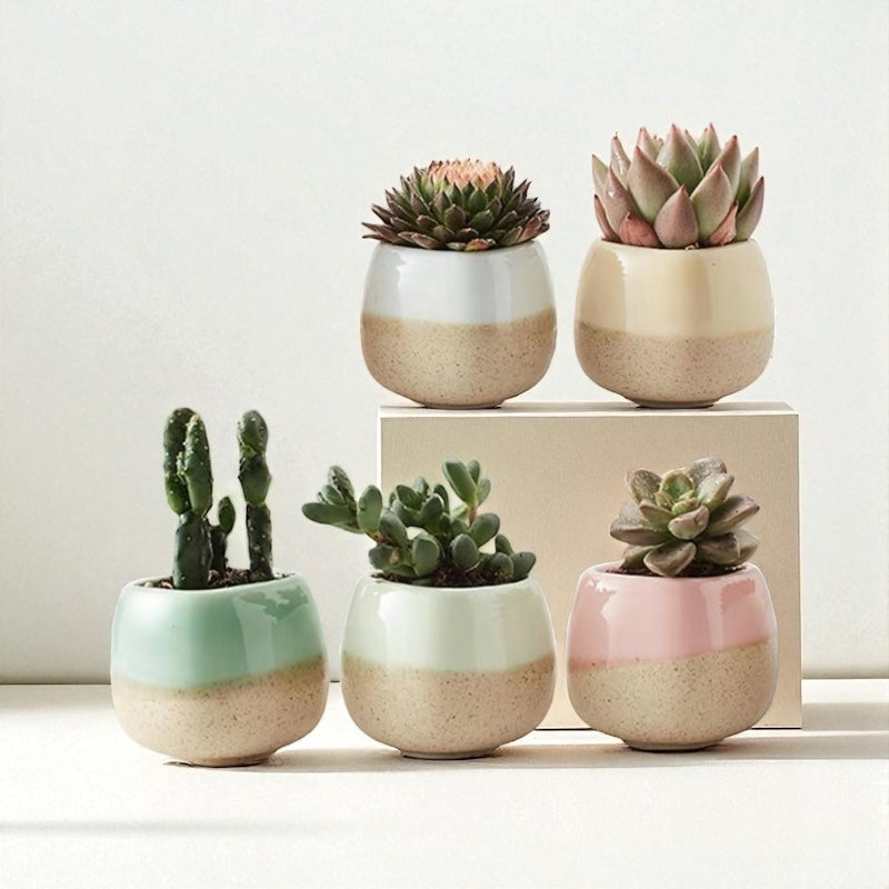 Planter Pot Set of 5 Succulent Cactus Garden