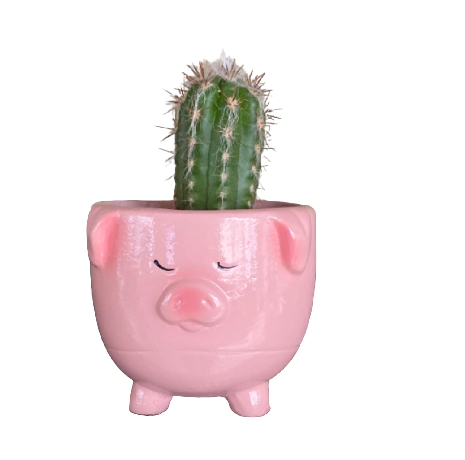 Plant Pot Planter Pig Pinky - The Renmy Store Homewares & Gifts 