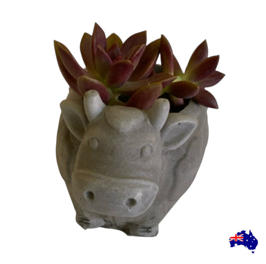 Planter Pot Cow Daisy Aussie Handmade Concrete