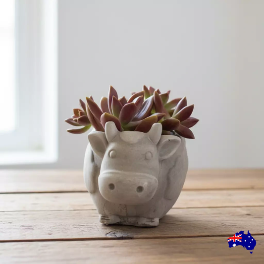 Planter Pot Cow Daisy Aussie Handmade Concrete