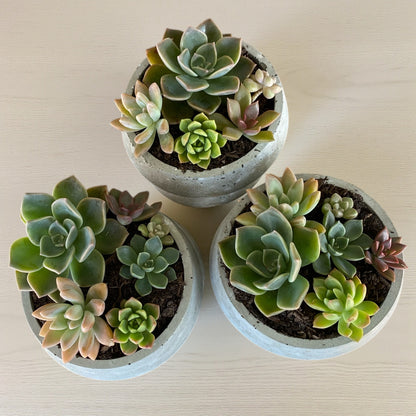 Planter Pot Dish Round Aussie Handmade Concrete