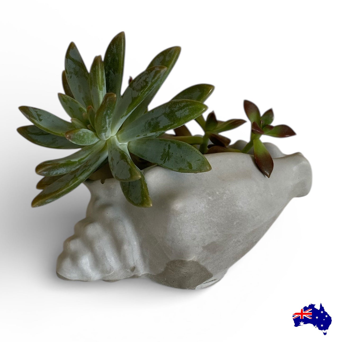 Planter Pot Dish Soap Shell Coastal Vibes Aussie Handmade Concrete