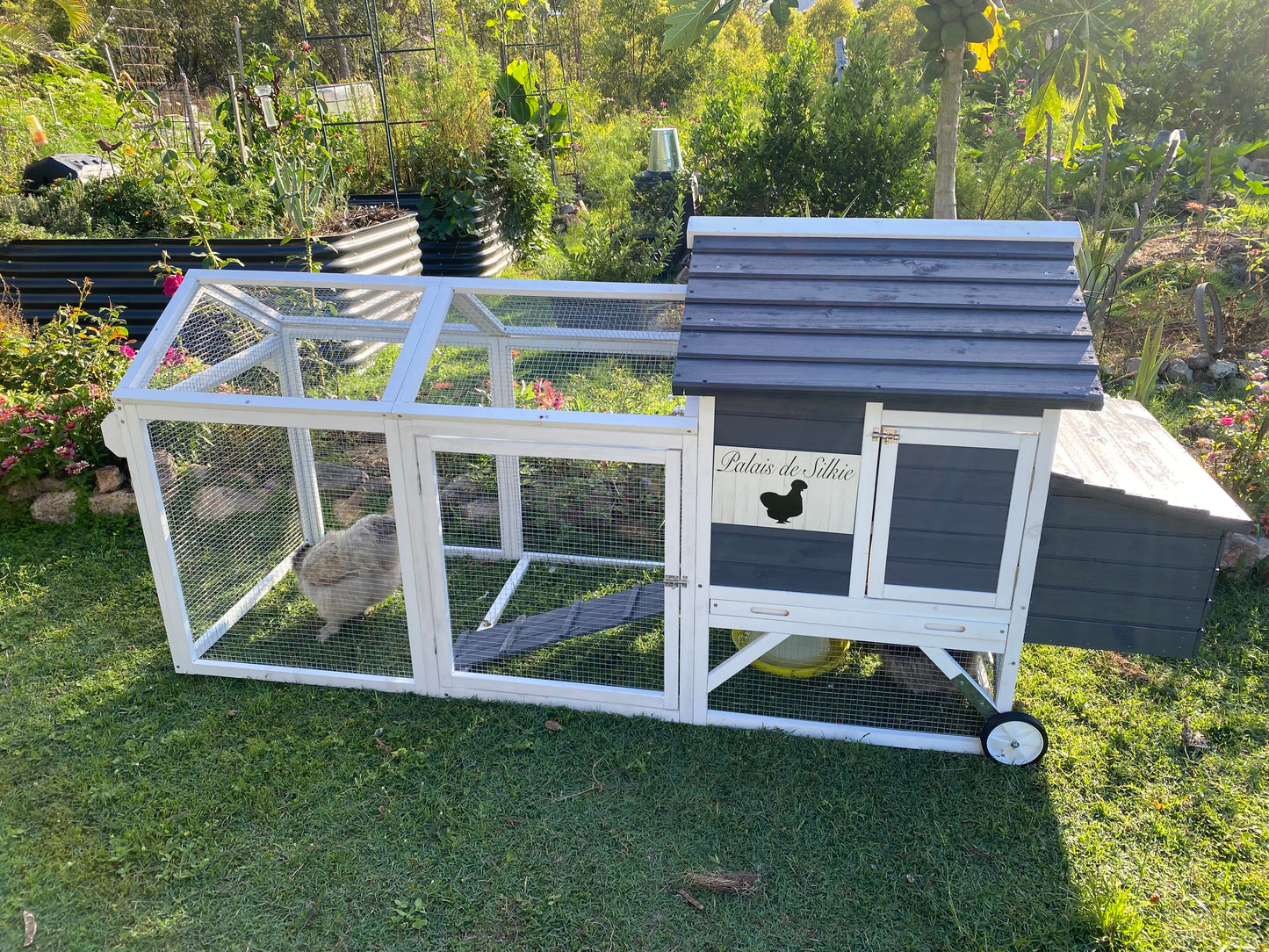 Farm Fresh Silkie Eggs Sign