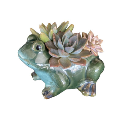 Plant Pot Planter Frog Rupit - The Renmy Store Homewares & Gifts 