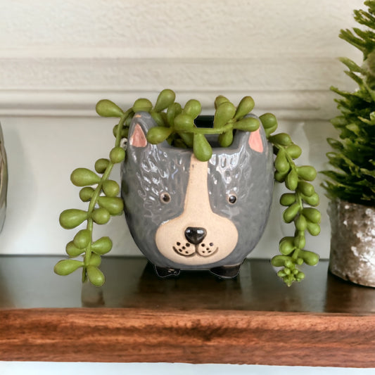 Plant Pot Planter Dog Rufus - The Renmy Store Homewares & Gifts 