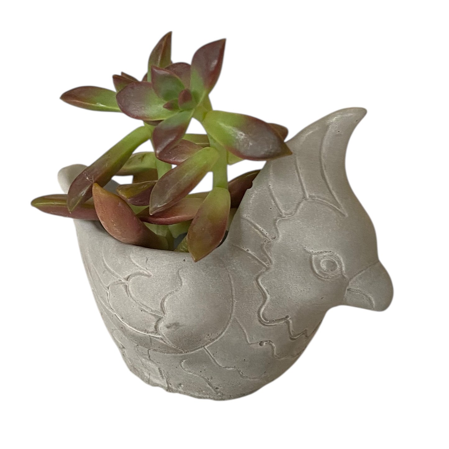 Planter Pot Bird Parrot Aussie Handmade Concrete