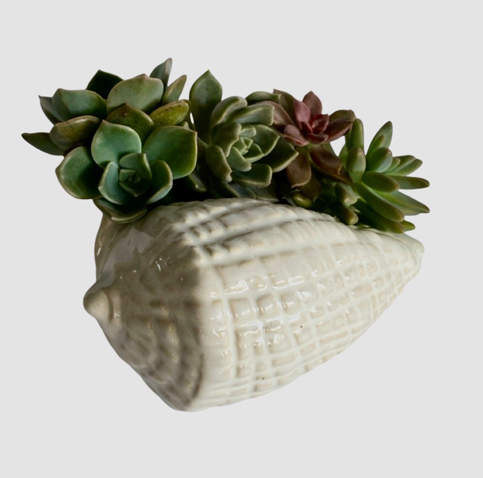 Shell Ornament Pot Planter Succulents Air Plants - The Renmy Store Homewares & Gifts 