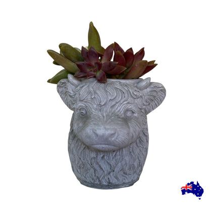 Planter Pot Highland Cow Aussie Handmade Concrete
