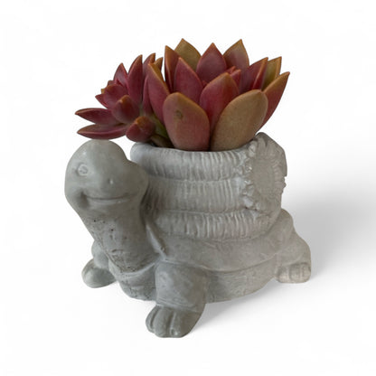 Planter Pot Turtle Coastal Aussie Handmade Concrete