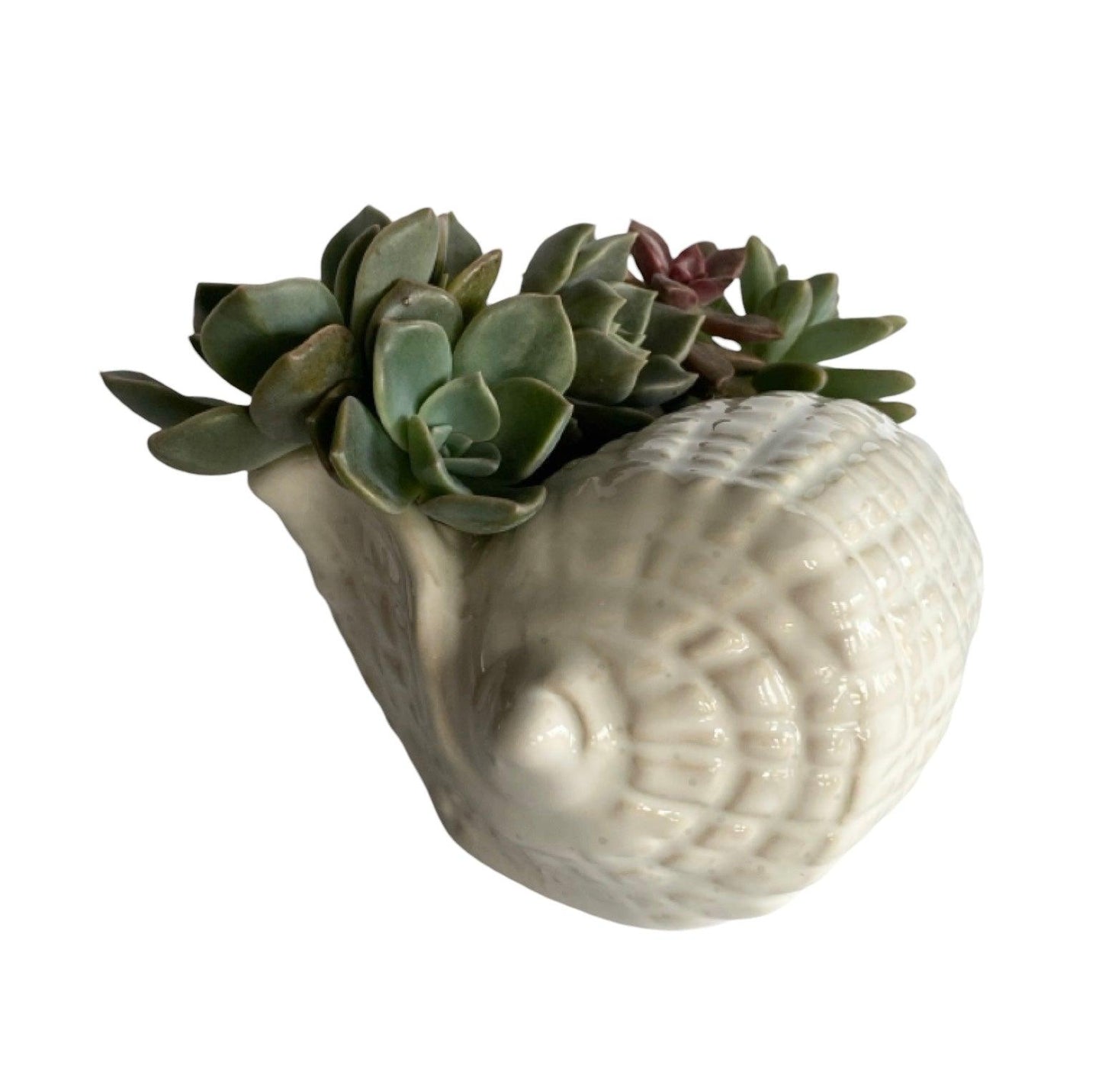 Shell Ornament Pot Planter Succulents Air Plants - The Renmy Store Homewares & Gifts 